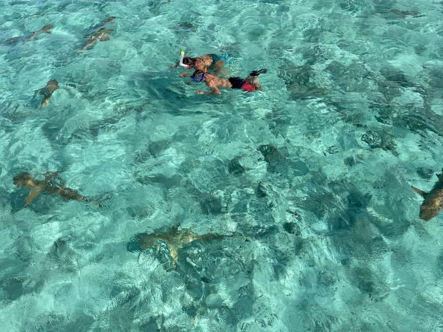 Bora Bora: 1/2 day lagoon safari - Shared tour - First stop: blacktip sharks and stingrays