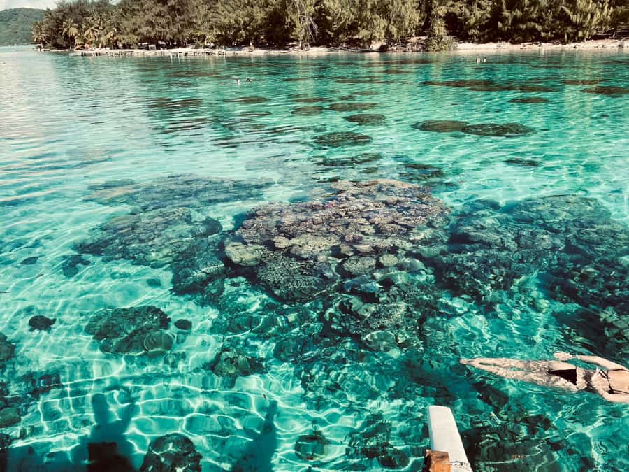 Bora Bora: 1/2 day lagoon safari - Shared tour - A guide-led view of Bora Bora