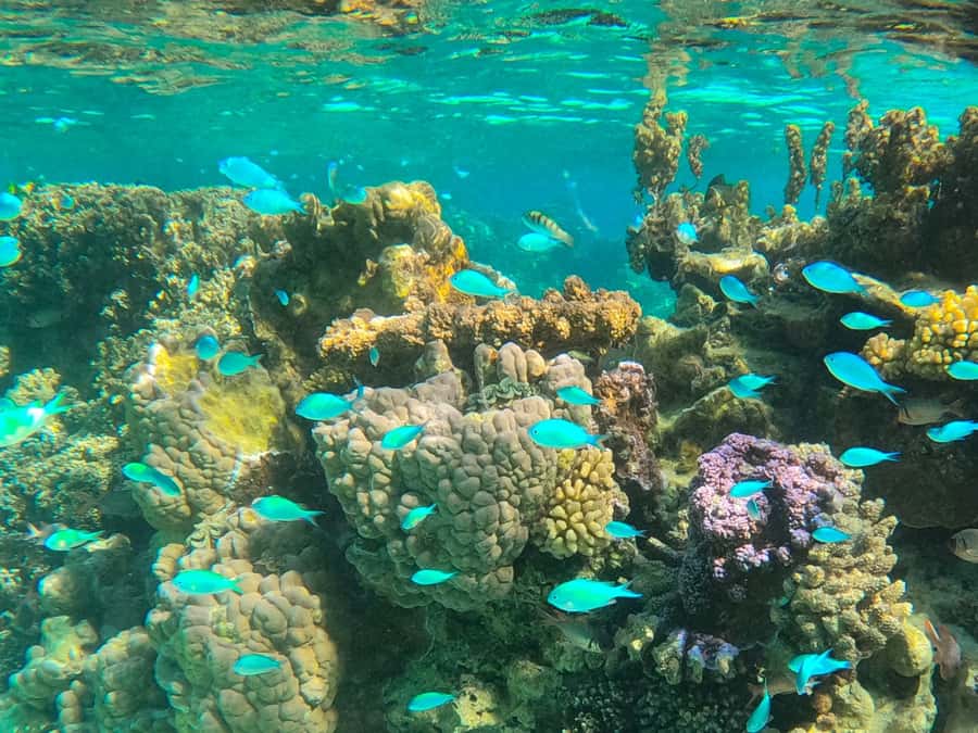 Bora Bora: 1/2 day lagoon safari - Shared tour - Boarding from a hotel pier or Vaitape