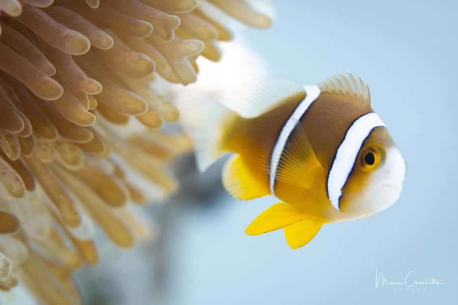 Bora Bora: 1 afternoon dive for certified divers - Afternoon pick-up by boat or car
