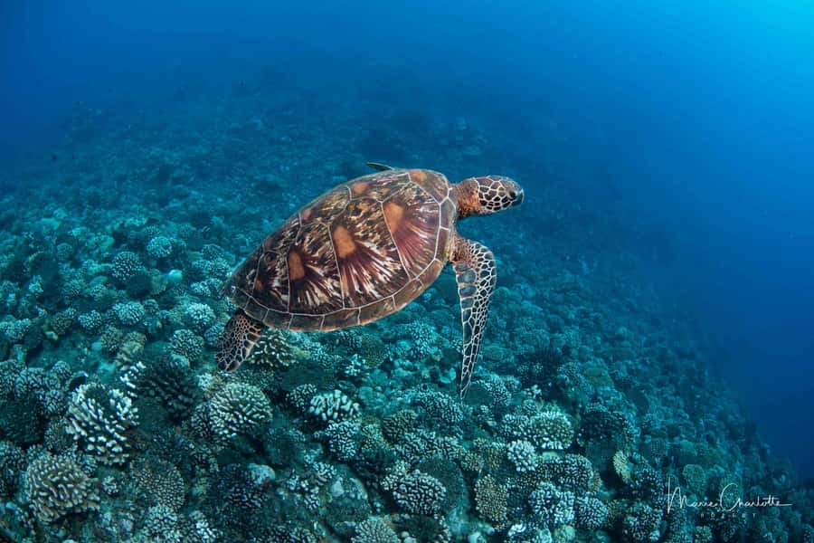 Bora Bora: 1 afternoon dive for certified divers - Briefing first, then one focused session