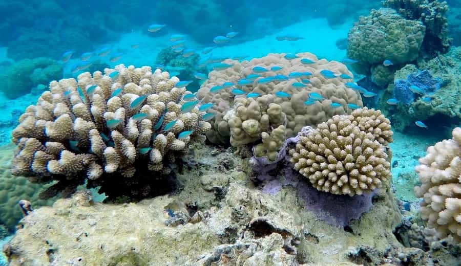 Bora Bora: 3.5-Hour Lagoon Boat Tour with Snorkeling - Two coral gardens with time to look closely