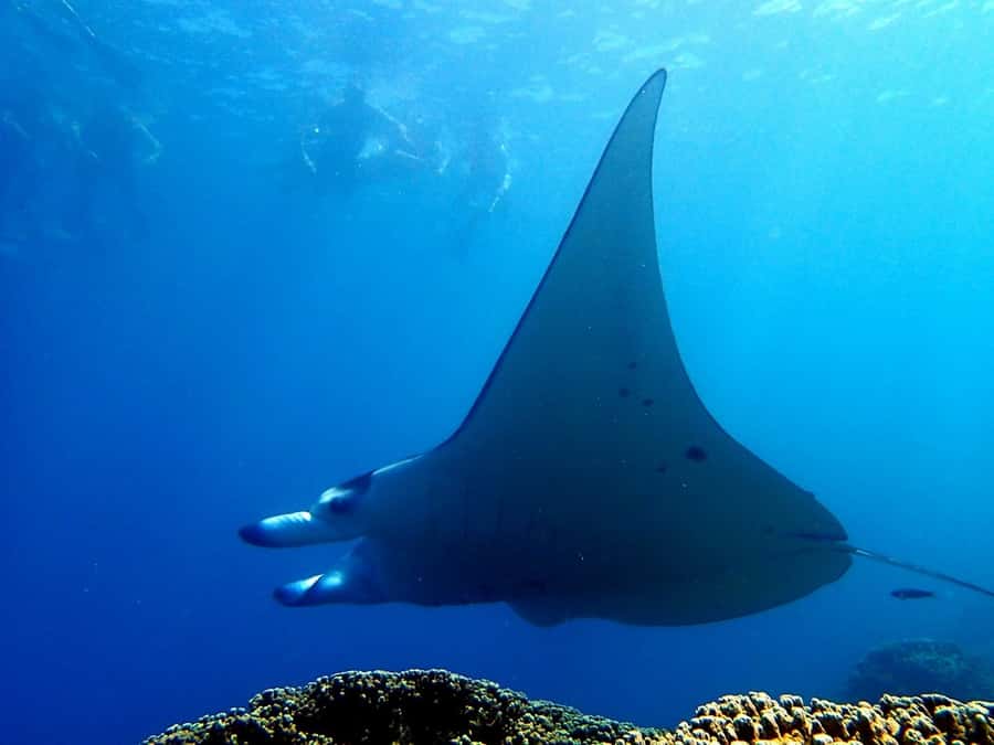Bora Bora: 3.5-Hour Lagoon Boat Tour with Snorkeling - Snacks and a welcome break from the water
