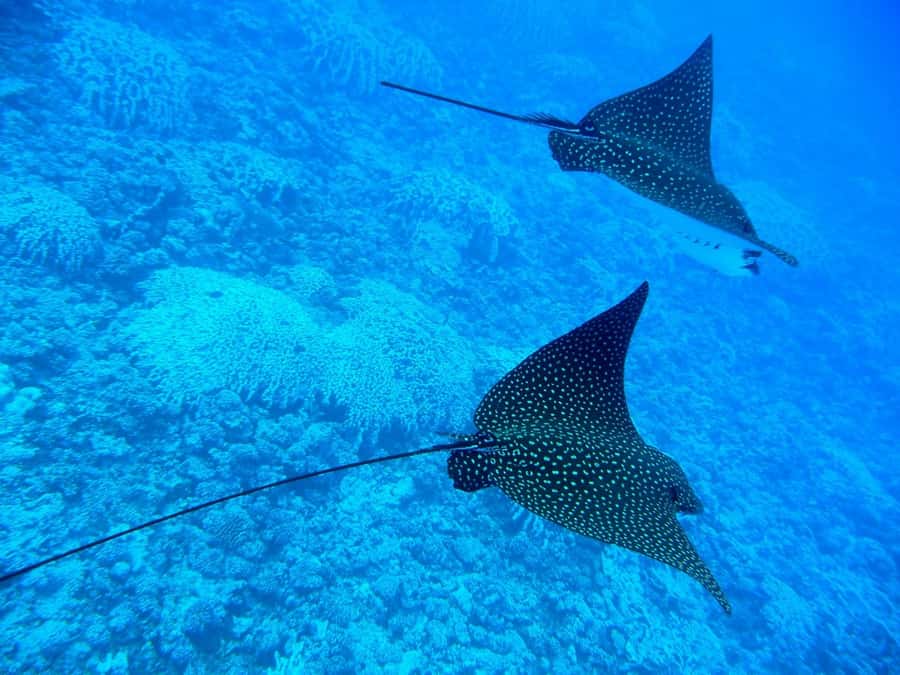 Bora Bora: 3.5-Hour Lagoon Boat Tour with Snorkeling - What the boat ride adds to the experience