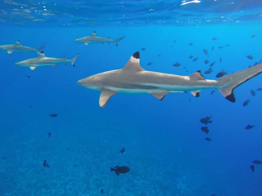 Bora Bora: 3.5-Hour Lagoon Boat Tour with Snorkeling - Who should book this lagoon tour?