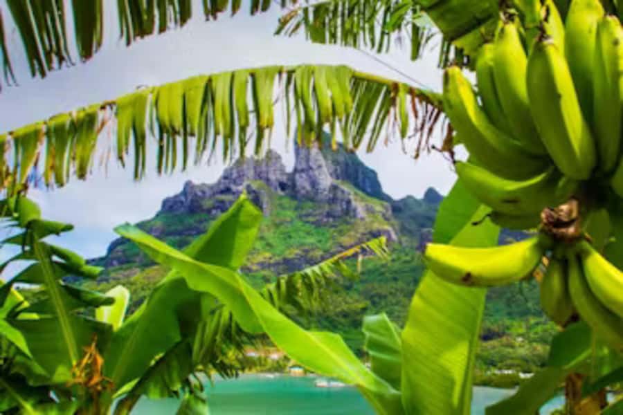 Bora Bora: 4WD History & Culture Tour - Why this land tour adds something to Bora Bora