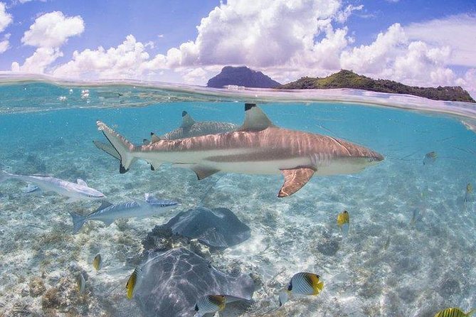 Bora Bora 4WD Tour & Eco Shark & Ray Snorkel Cruise - Lunch at Bloody Marys