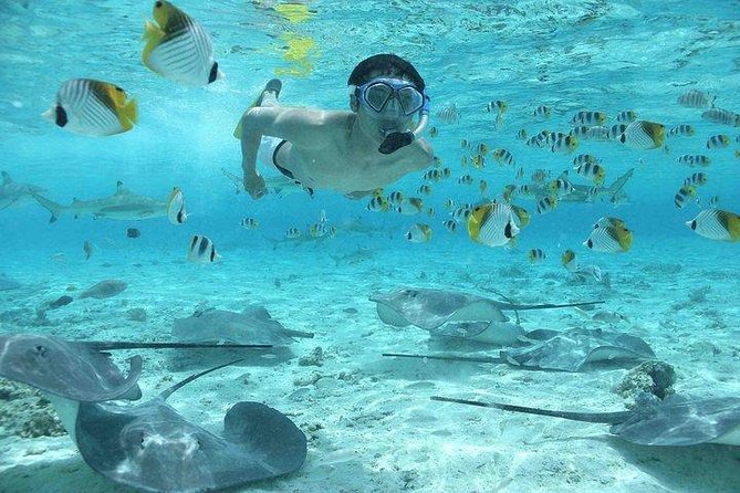 Bora Bora 4WD Tour & Eco Shark & Ray Snorkel Cruise - Meeting the boat for the shark and ray cruise