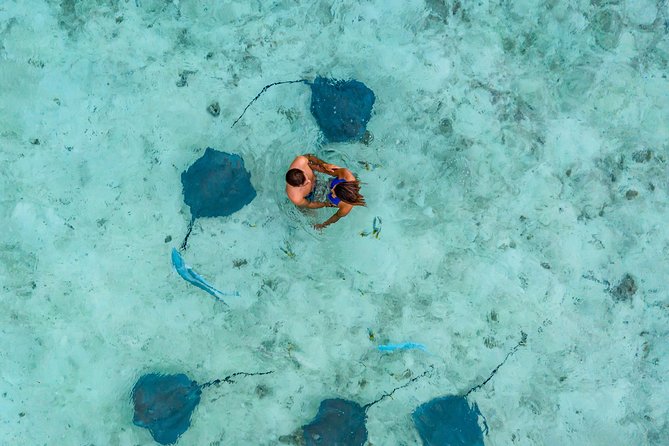Bora Bora 4WD Tour & Eco Shark & Ray Snorkel Cruise - Swimming with black-tip reef sharks and stingrays