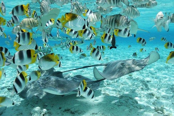 Bora Bora 4WD Tour & Eco Shark & Ray Snorkel Cruise - Coral gardens and the second snorkel stop