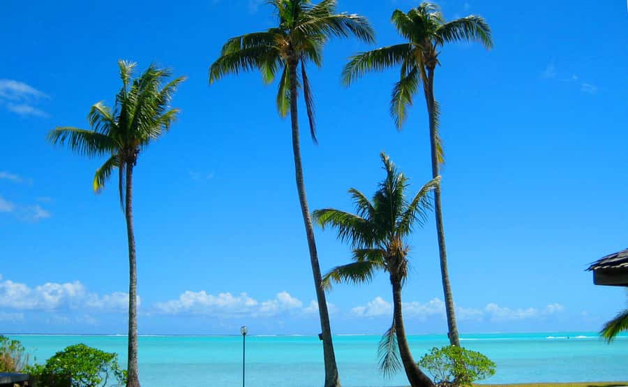 Bora Bora: 4x4 Safari with Snorkelling Combo Tour - The coral garden and its clouds of fish
