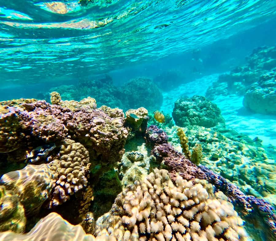 Bora Bora: Blue Lagoon Cruise, Snorkeling and Lunch . - Booking details that affect your decision