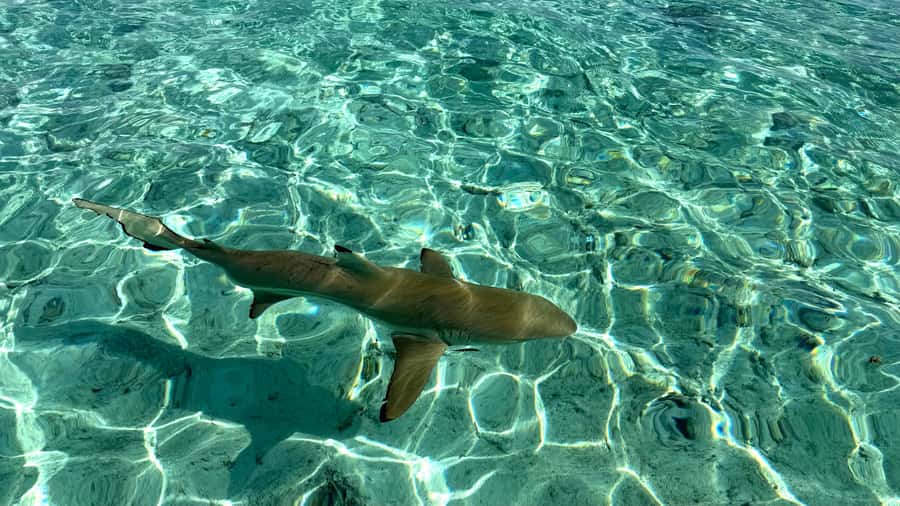 Bora Bora: Blue Lagoon Cruise, Snorkeling and Lunch . - Swimming with sharks and rays