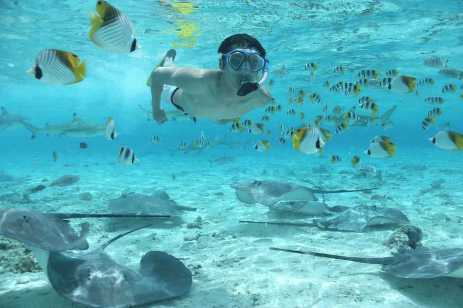 Bora Bora by Land and Sea: 4WD Safari and Snorkel - Lunch at Bloody Mary’s