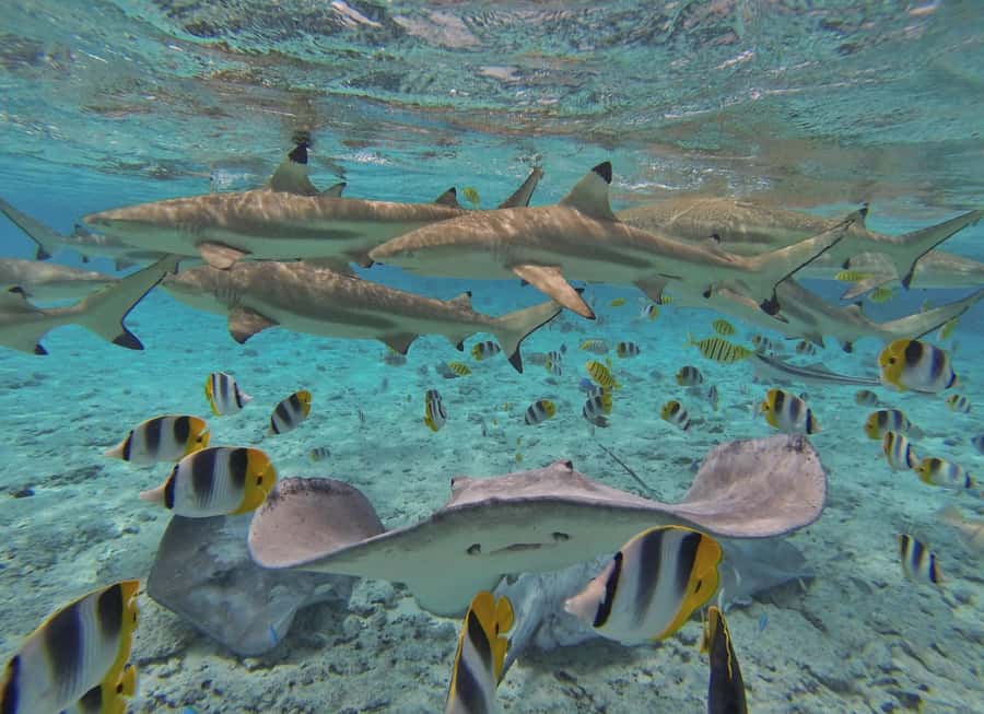 Bora Bora by Land and Sea: 4WD Safari and Snorkel - Coral gardens and the limits of the schedule