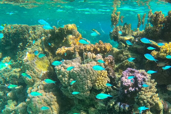 Bora Bora Combo Tour: Lagoon Cruise and 4WD Tour Including Snorkeling - The lagoon: rays, sharks, and coral