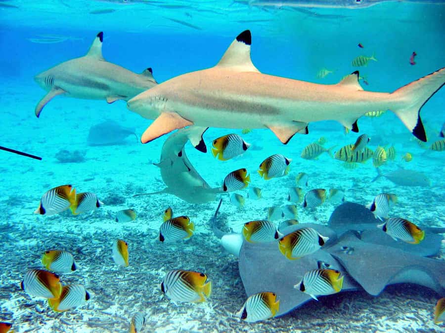 Bora Bora: Eco Shark and Snorkeling Safari - Second stop: eagle rays in the open lagoon