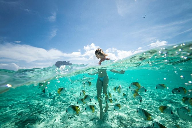 Bora Bora Eco Snorkel Cruise Including Snorkeling with Sharks and Stingrays - Is $118.37 a fair price?