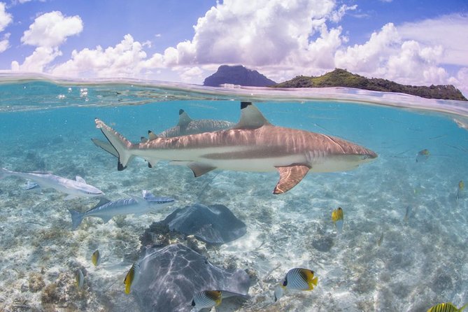 Bora Bora Eco Snorkel Cruise Including Snorkeling with Sharks and Stingrays - Weather, timing, and cancellation details