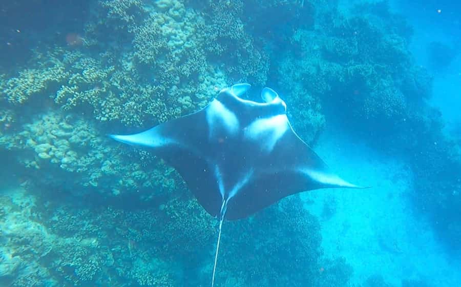 Bora Bora: Full day Lagoon Safari & Lunch on a Motu - ST - Key points to know before you book