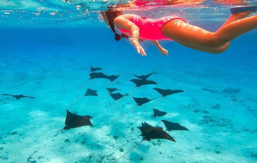 Bora Bora: Full day Lagoon Safari & Lunch on a Motu - ST - The coral garden and the small reef creatures