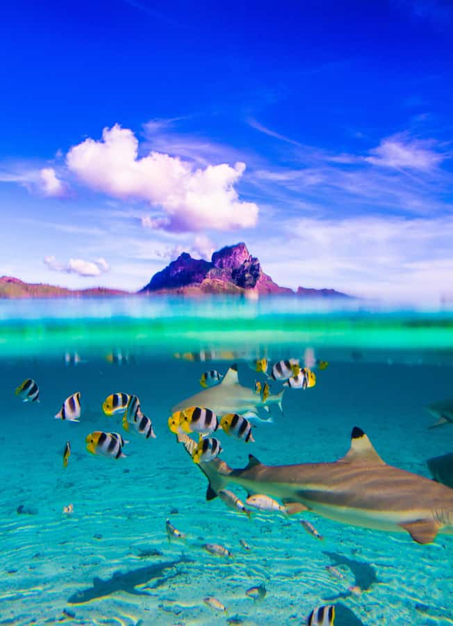 Bora Bora: Full-Day Lagoon Snorkelling Tour - Key points at a glance