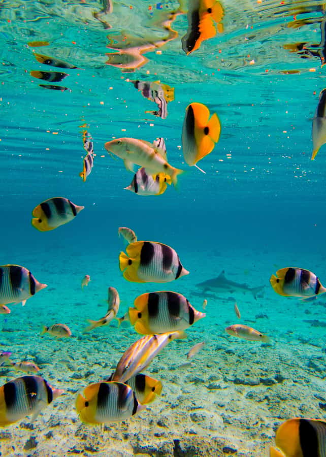 Bora Bora: Full-Day Lagoon Snorkelling Tour - The final hour of views and local stories