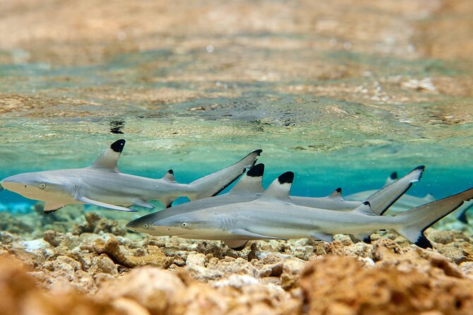 Bora Bora Full Day Snorkeling with Lunch - Motu Fanfan, lunch, and a long beach break