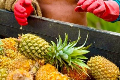 Bora Bora Gourmet Odyssey – Food Tour