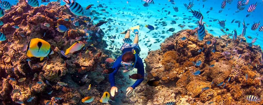 Bora Bora: Half Day Catamaran Sailing & Snorkelling - Paradise Bay, clear water, and the floating bar