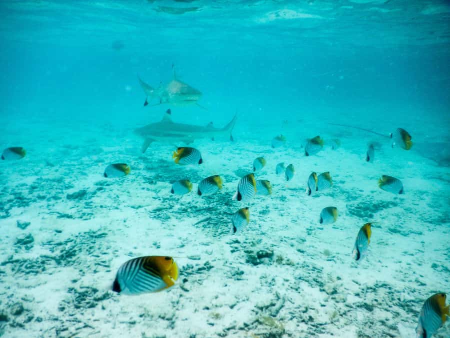 Bora Bora: Half-Day Lagoon Snorkelling Tour - Key points to know before you book