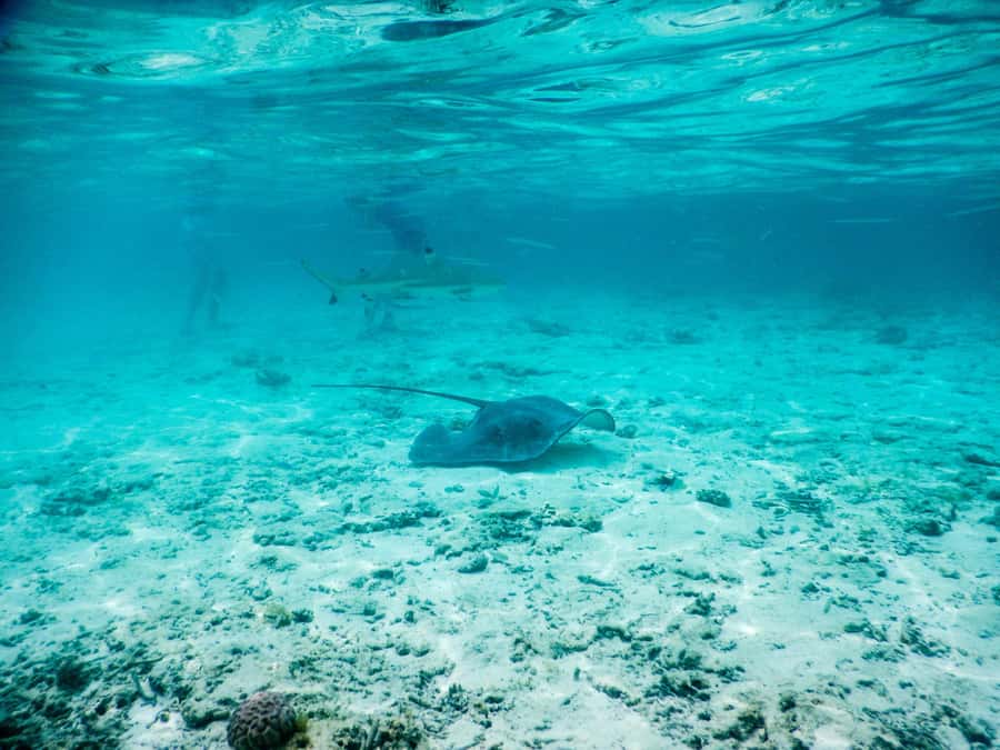 Bora Bora: Half-Day Lagoon Snorkelling Tour - Why this three-hour lagoon tour works so well