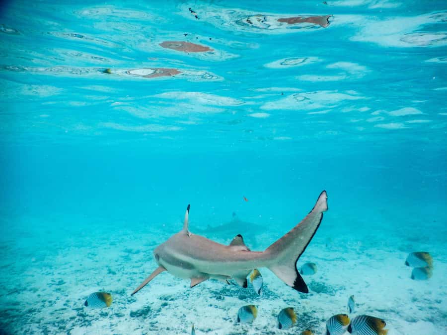 Bora Bora: Half-Day Lagoon Snorkelling Tour - Watching reef sharks near the reef edge