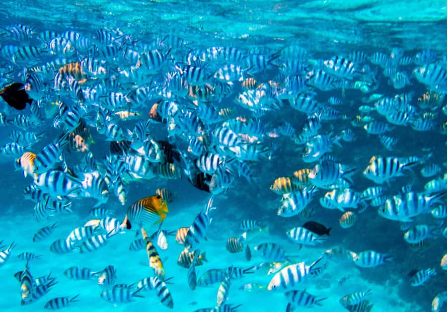 Bora Bora: Half-Day Lagoon Snorkelling Tour - Meeting rays in waist-deep water