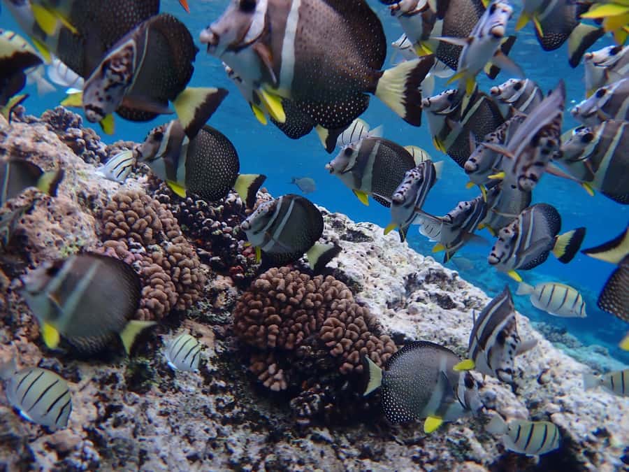 Bora Bora: Introductory Dive - Pickup by boat or car with less guesswork