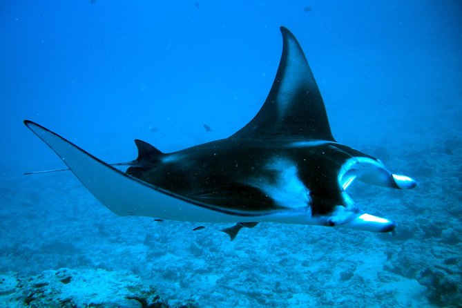 Bora Bora Jet Ski Tour, & Eco Shark / Ray Snorkel Cruise - Guide Quality Makes a Big Difference