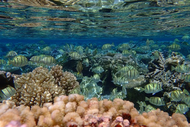 Bora Bora Lagoon Snorkeling Tour by Private Boat - Guides make the biggest difference