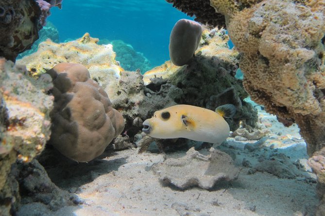 Bora Bora Lagoon Snorkeling Tour by Private Boat - Pickup is useful at a lagoon-side hotel