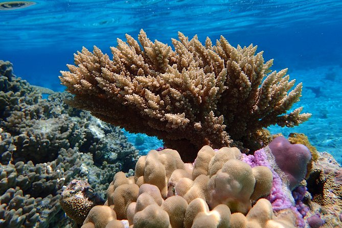 Bora Bora Lagoon Snorkeling Tour by Private Boat - Manta rays and eagle rays in open water