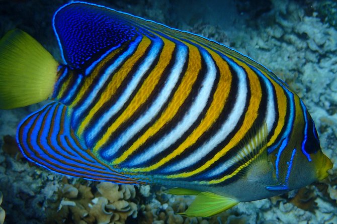 Bora Bora: Luxury Private Half Day Snorkeling Tour - A private morning or afternoon on Bora Bora’s lagoon