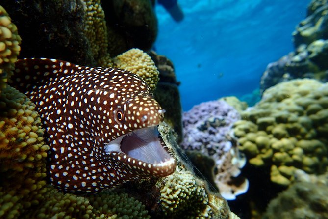 Bora Bora: Luxury Private Half Day Snorkeling Tour - Stop three: manta rays and eagle rays