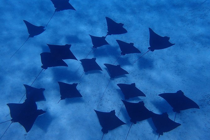 Bora Bora: Luxury Private Half Day Snorkeling Tour - The guides make the biggest difference