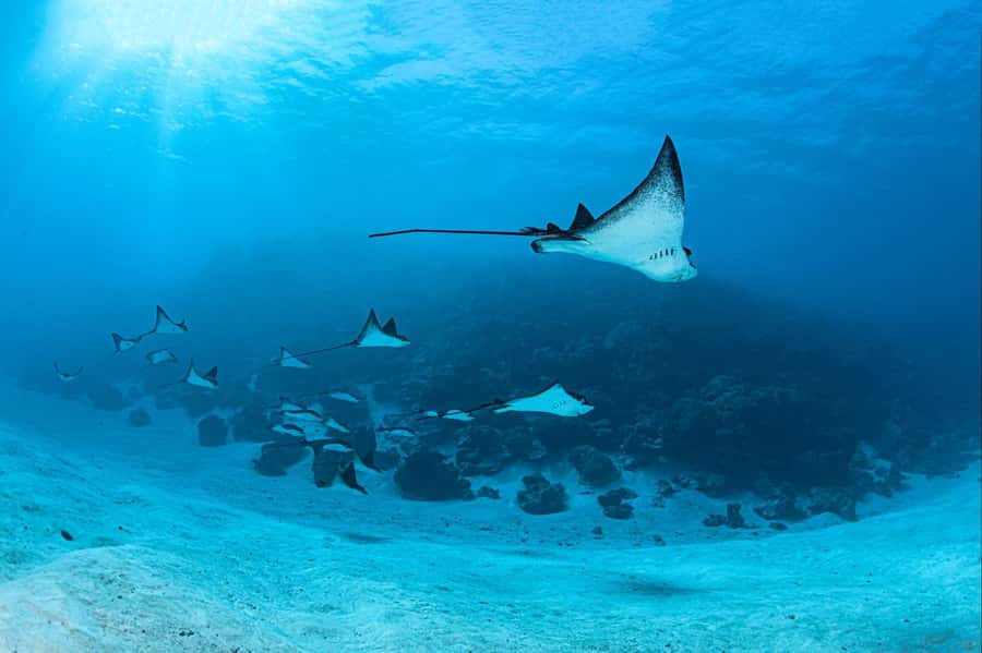 Bora Bora: Morning 2 tank dive for certified divers - Two Bora Bora sites in one morning