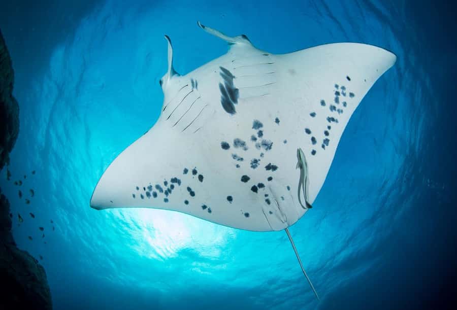 Bora Bora: Morning 2 tank dive for certified divers - Pickup from your accommodation