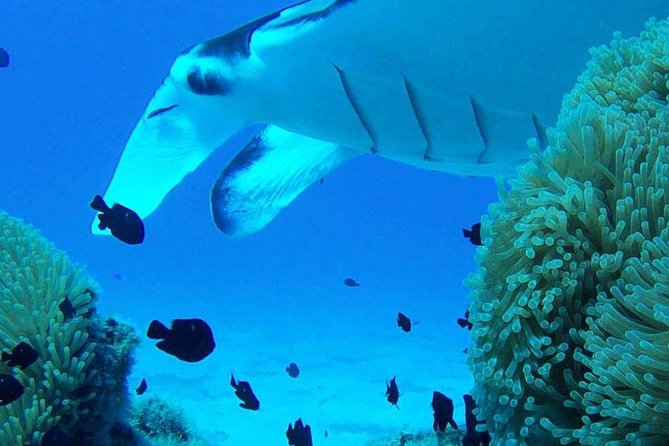 Bora Bora Private Lagoon Tours - Should you book the private Bora Bora lagoon tour?