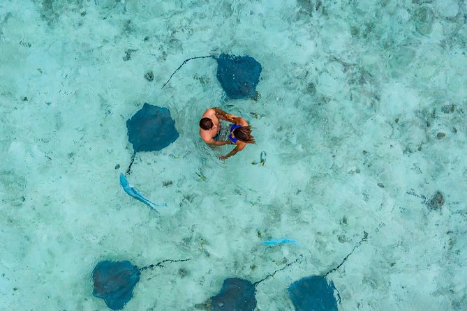 Bora Bora Snorkel Cruise by Polynesian Outrigger Canoe with BBQ Island Lunch - Swimming with blacktip sharks and stingrays