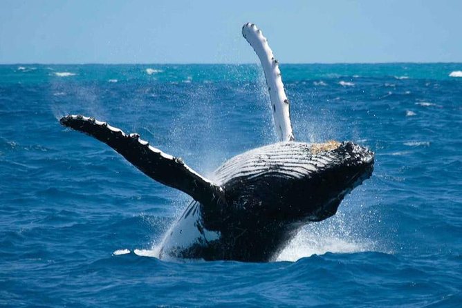 Bora Bora Whale Watching - Key points at a glance