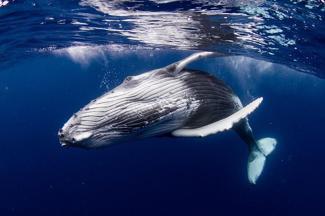 Bora Bora Whale Watching - The hydrophone makes waiting more interesting