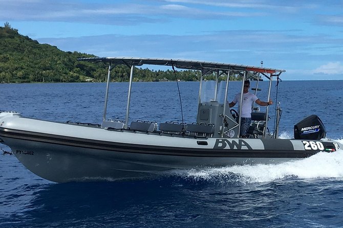 Bora Bora Whale Watching - What the three and a half hours feel like