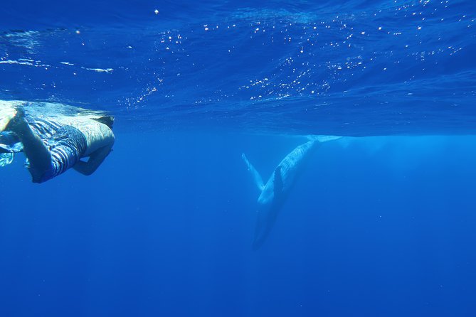 Bora Bora Whale Watching - Price and private-tour value